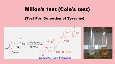 millon's test for protein|Millon's Test.
